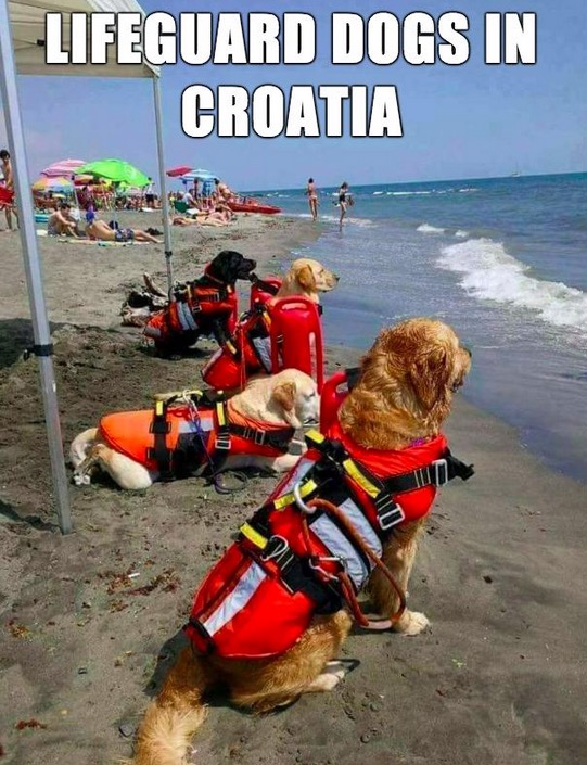 beach rescue dogs - Lifeguard Dogs In Croatia