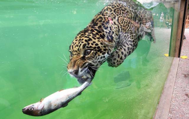 leopard fish