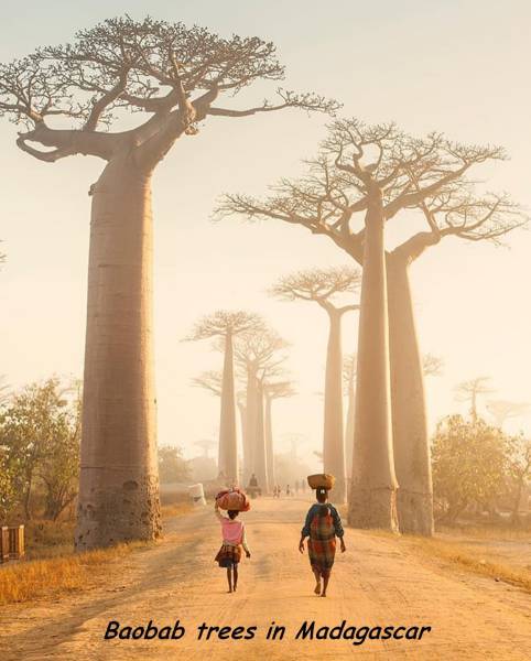 avenue of the baobabs - Vesen Baobab trees in Madagascar