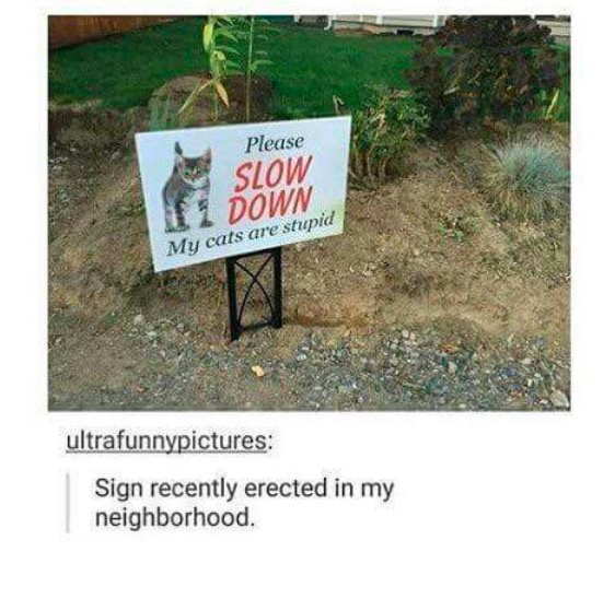 funny signs memes - Please Slow 11 Down My cats are stupid ultrafunnypictures Sign recently erected in my neighborhood.