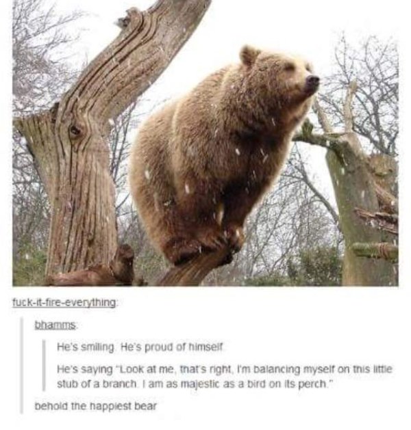 bear tumblr post - fuckitfireeverything bhamms He's smiling He's proud of himself He's saying "Look at me, that's night, I'm balancing myself on this little stub or a branch I am as majestic as a bird on its perch" behold the happiest bear