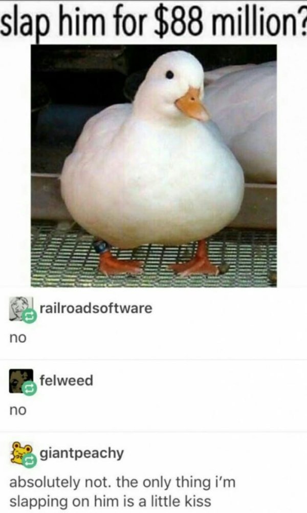 wholesome duck memes - slap him for $88 million railroadsoftware no felweed no e giantpeachy absolutely not. the only thing i'm slapping on him is a little kiss