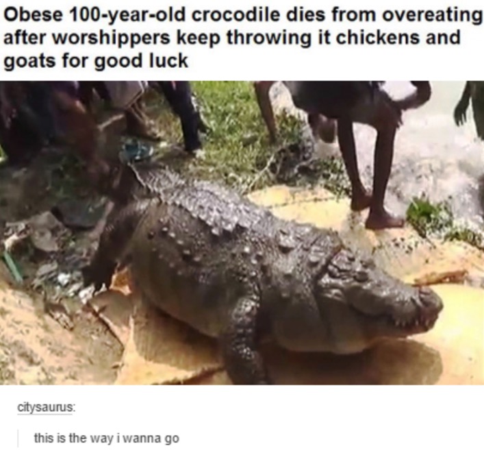 obese 100 year old crocodile - Obese 100yearold crocodile dies from overeating after worshippers keep throwing it chickens and goats for good luck citysaurus this is the way i wanna go