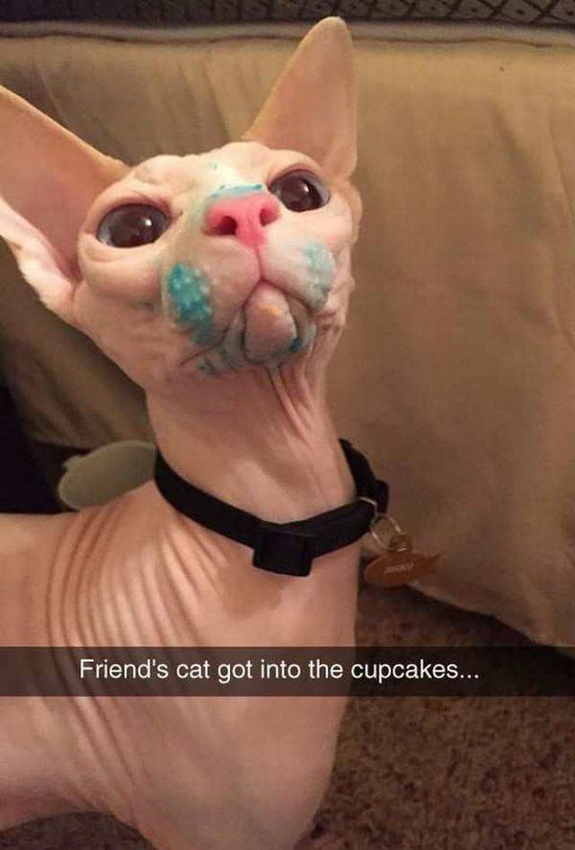 creepy looking cats - Friend's cat got into the cupcakes..