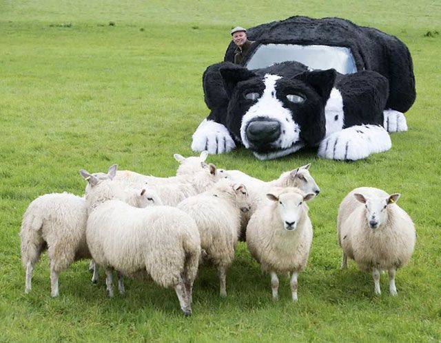 dog sheeps