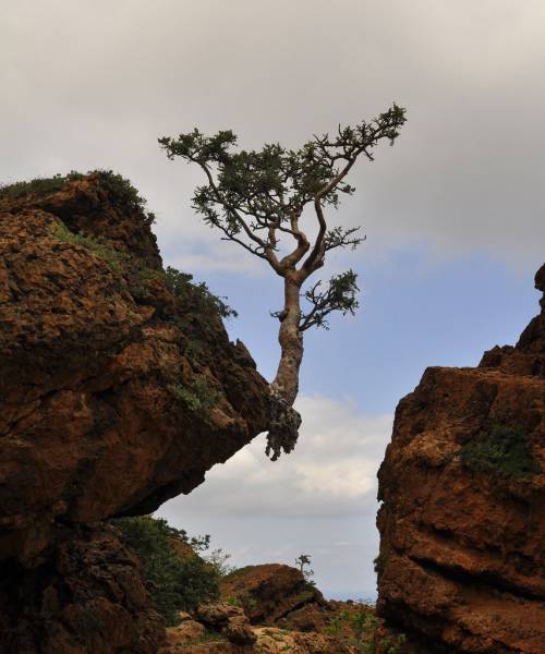 tree growing out of cliff