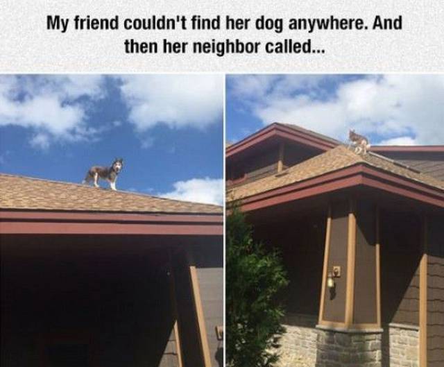 cool pic husky on roof - My friend couldn't find her dog anywhere. And then her neighbor called...