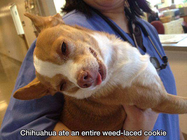 cool pic Chihuahua ate an entire weedlaced cookie