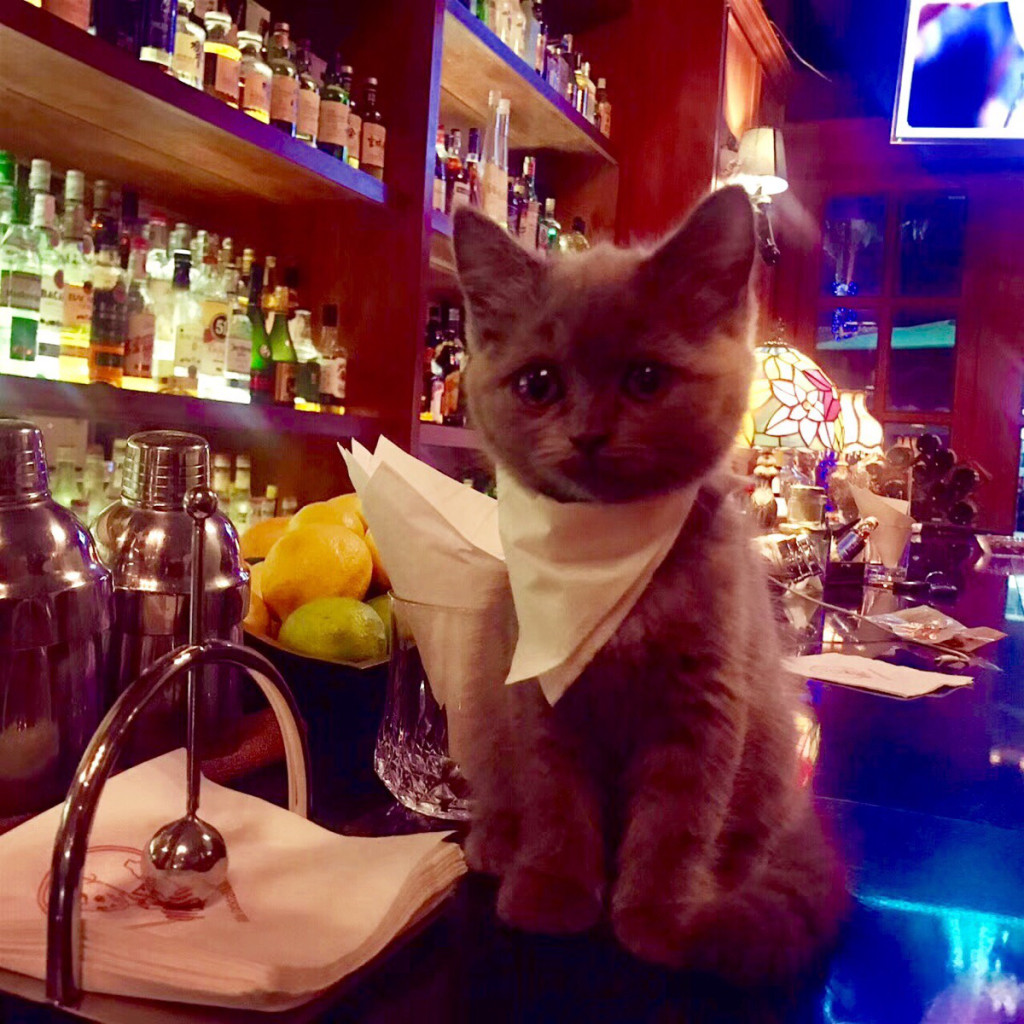 kitten bar