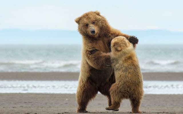 crazy photo of bears fighting with older bear