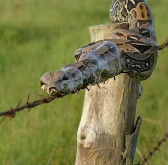 Snake on a barbed wire fence