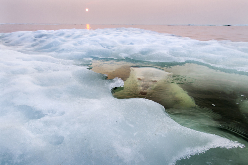 Bear emerging out of the ice cold waters, or about to.