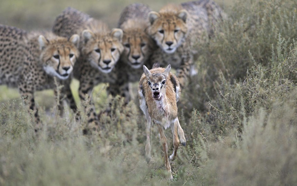 Cheetahs chasing down prey.