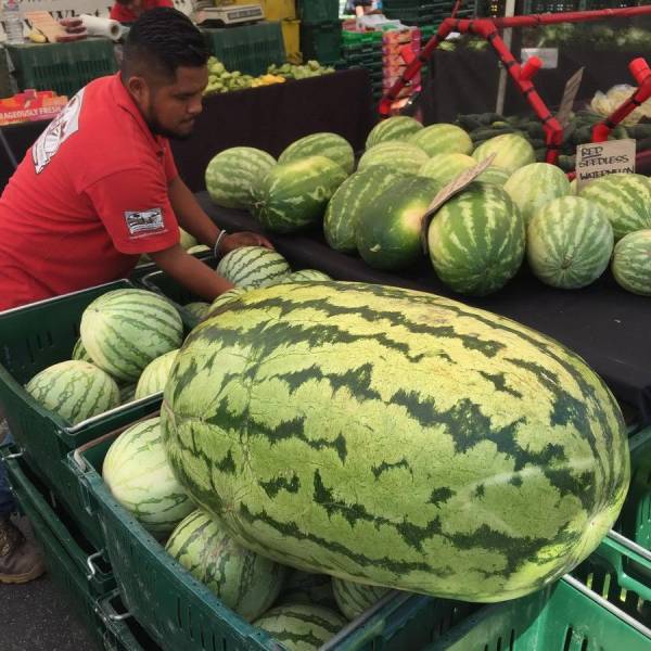 Cool pic of massive watermelon