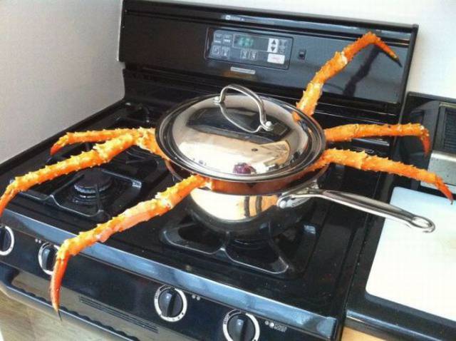 Oversized crab in a way too small of pot on the stove.