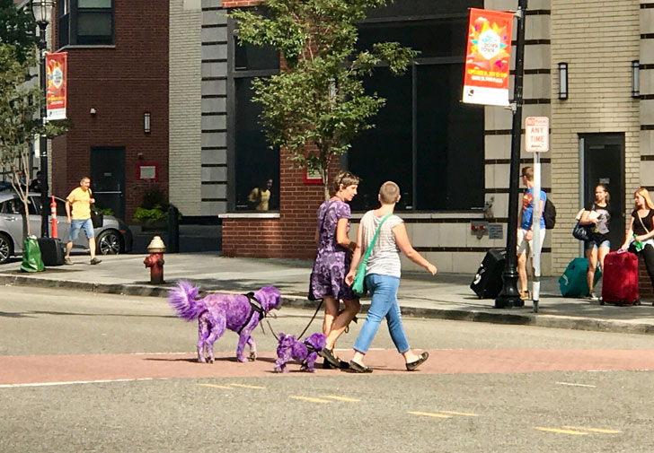 People walking their purple dogs in the streets.