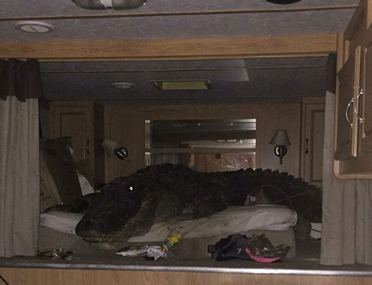 Bed with a massive crocodile in it