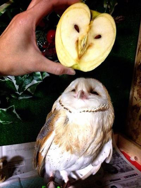 Apple half that looks like an owl.