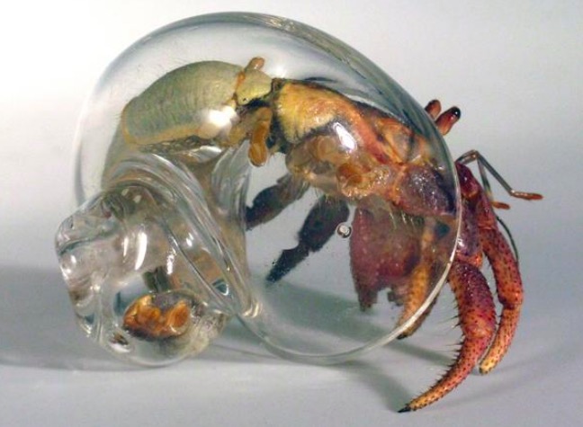 random pic clear hermit crab shells