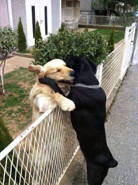 Dogs hugging over a fence