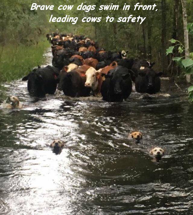 farm dogs leading cattle out of flood - Brave cow dogs swim in front, leading cows to safety