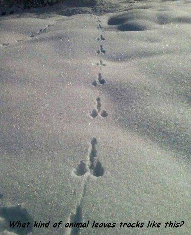 snow penis - What kind of animal leaves tracks this?