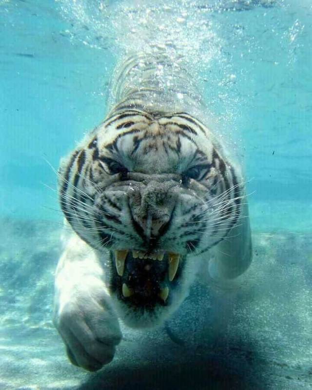 tiger diving
