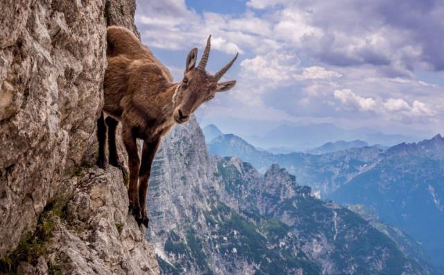 alpine ibex hooves