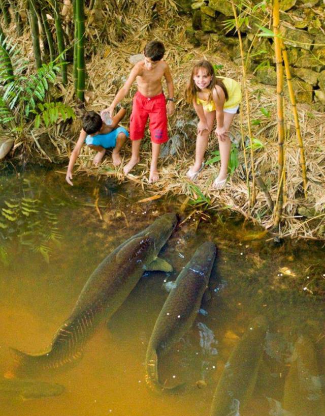 largest freshwater fish