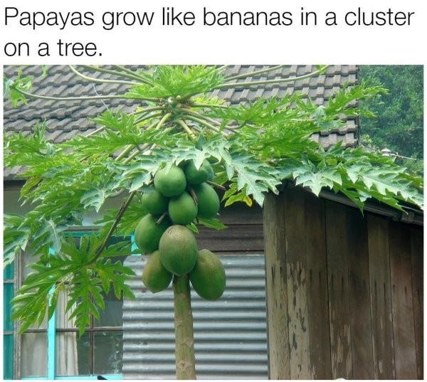 20 Photos That Prove You Have No Idea How Food Grows