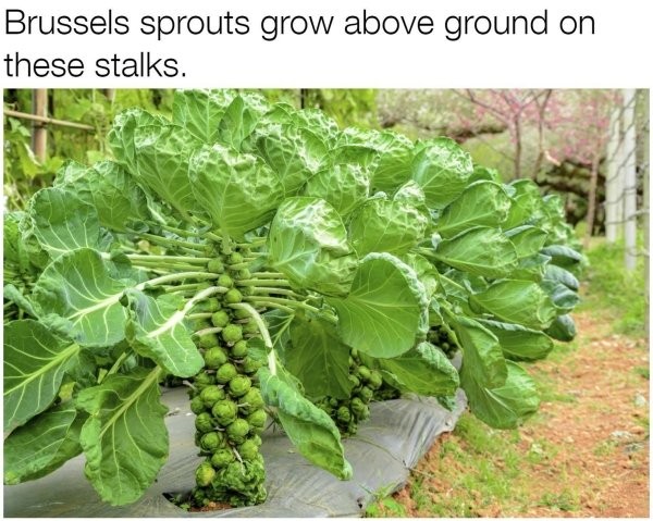 20 Photos That Prove You Have No Idea How Food Grows