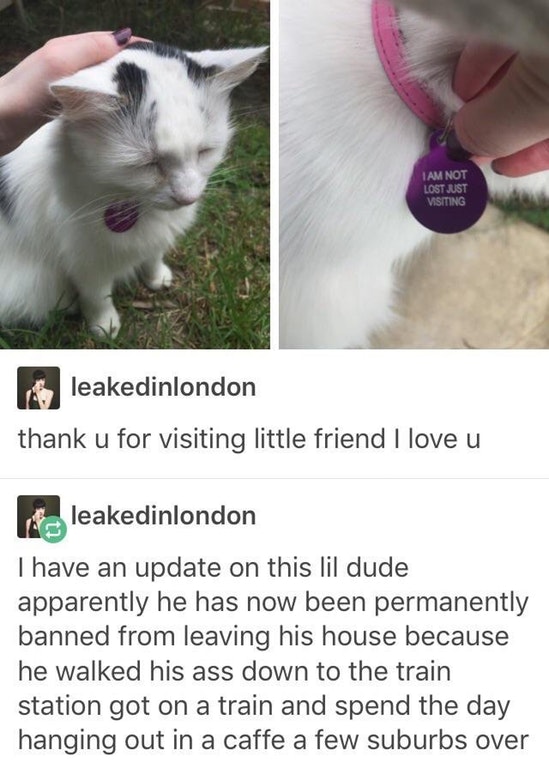 am not lost just visiting - Iam Not Lost Just Visiting leakedinlondon thank u for visiting little friend I love u leakedinlondon I have an update on this lil dude apparently he has now been permanently banned from leaving his house because he walked his a