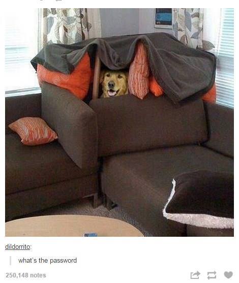 puppy in blanket fort - dildorrito what's the password 250,148 notes