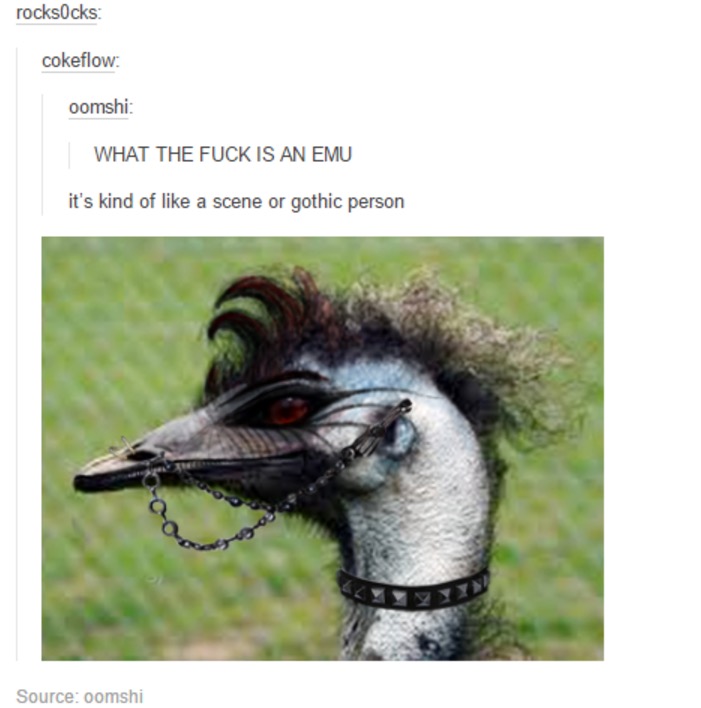 fuck is an emu - rocksocks cokeflow oomshi What The Fuck Is An Emu it's kind of a scene or gothic person Source oomshi