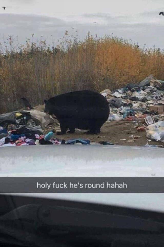 round bear - holy fuck he's round hahah