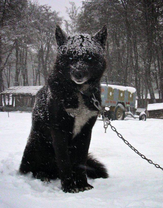 random pic black wolf hybrid