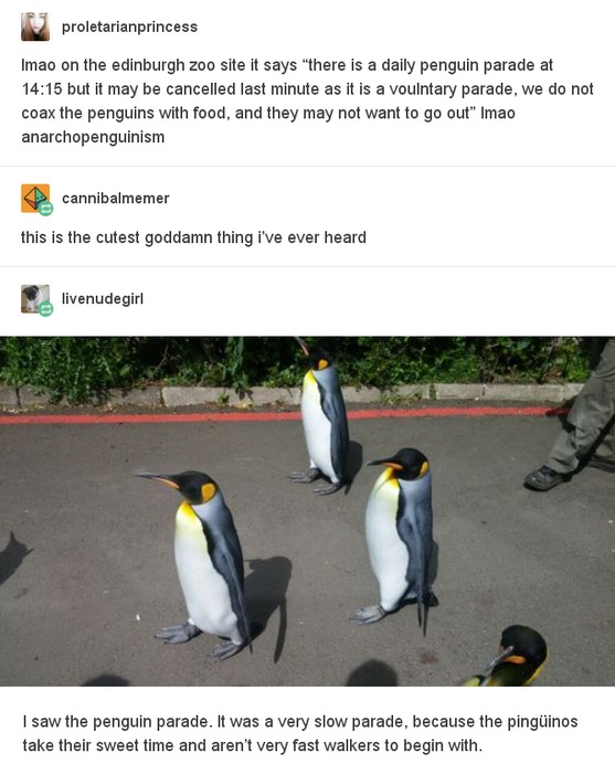 tumblr - Edinburgh Zoo - proletarianprincess Imao on the edinburgh zoo site it says "there is a daily penguin parade at but it may be cancelled last minute as it is a voulntary parade, we do not coax the penguins with food, and they may not want to go out