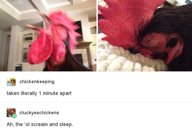 tumblr - old scream and sleep - chickenkeeping taken literally 1 minute apart cluckyeschickens Ah, the 'ol scream and sleep.