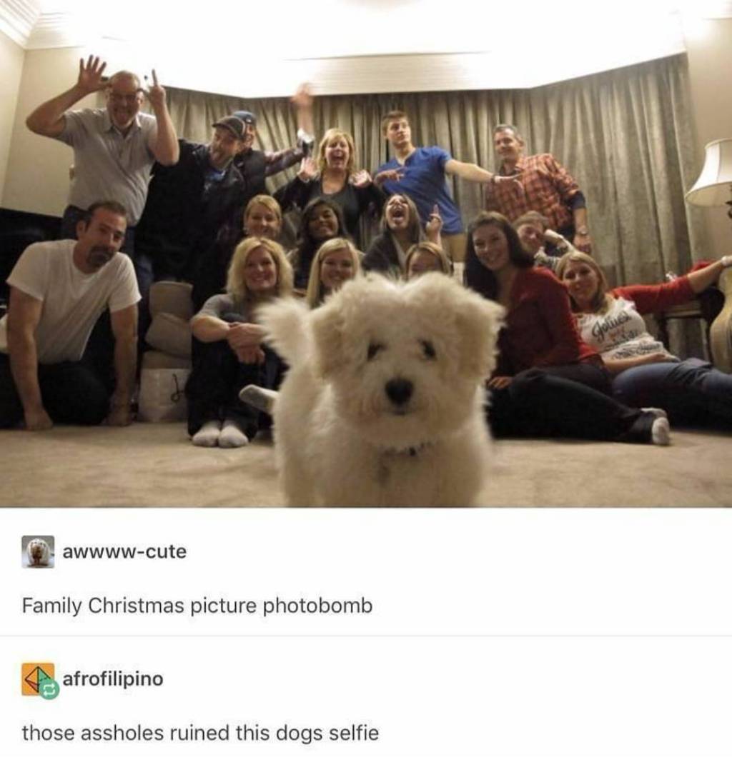 tumblr - cutest photobomb ever - awwwwcute Family Christmas picture photobomb afrofilipino those assholes ruined this dogs selfie