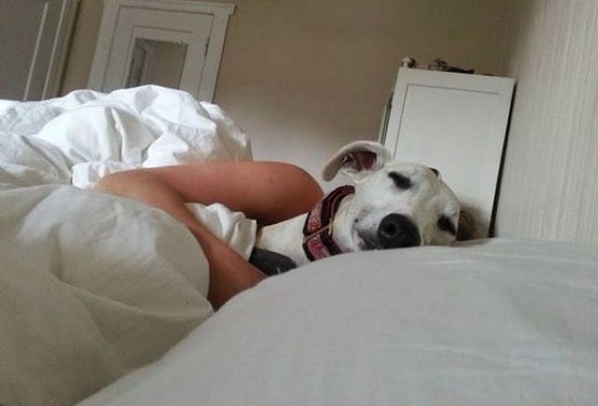 Dog in bed optical illusion pic