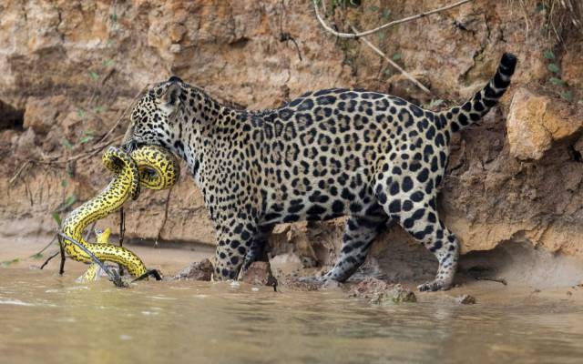 jaguar kill anaconda -