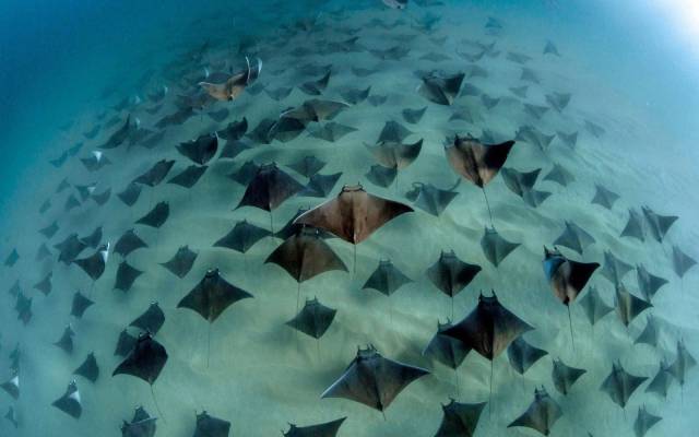 cabo san lucas mobula rays