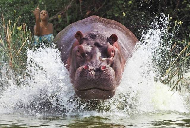 hippopotamus hd