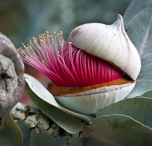 eucalyptus flower bud opening up