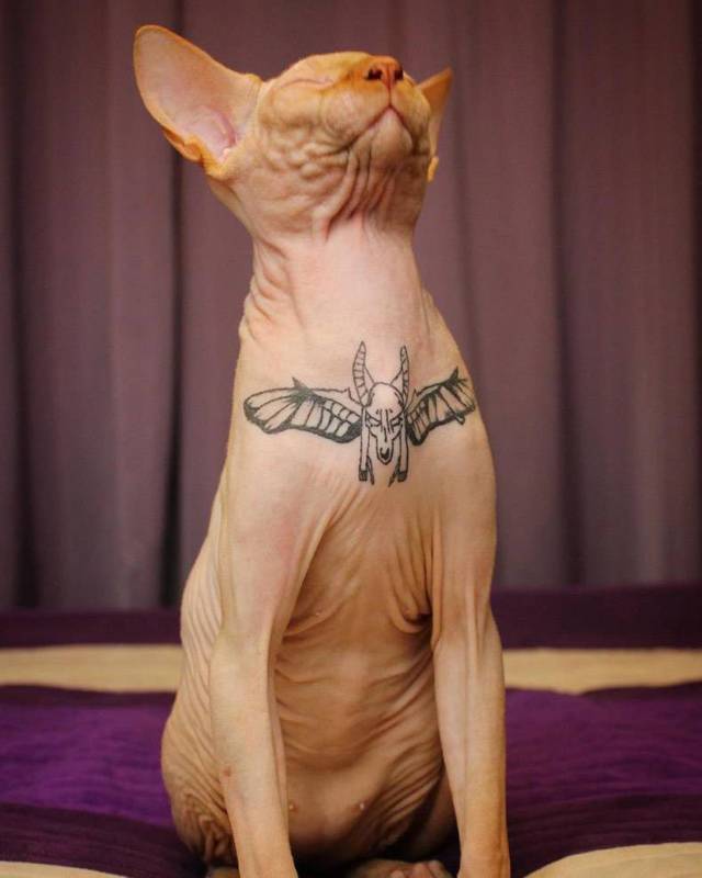 tattoo sphynx cat