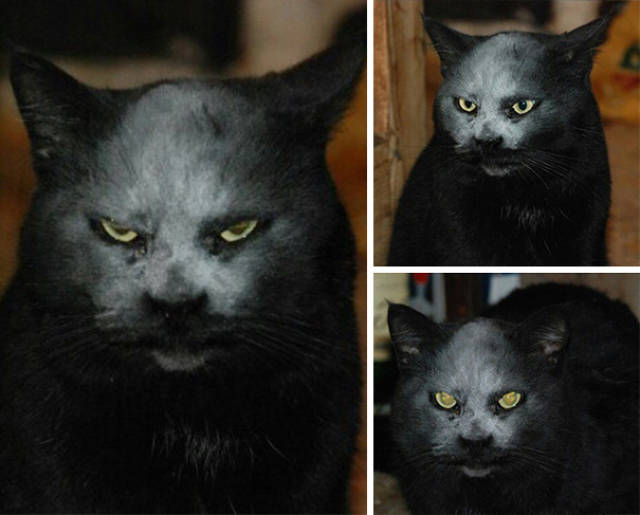 random pic evil cat