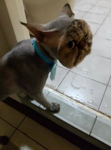 funny shaved cats
