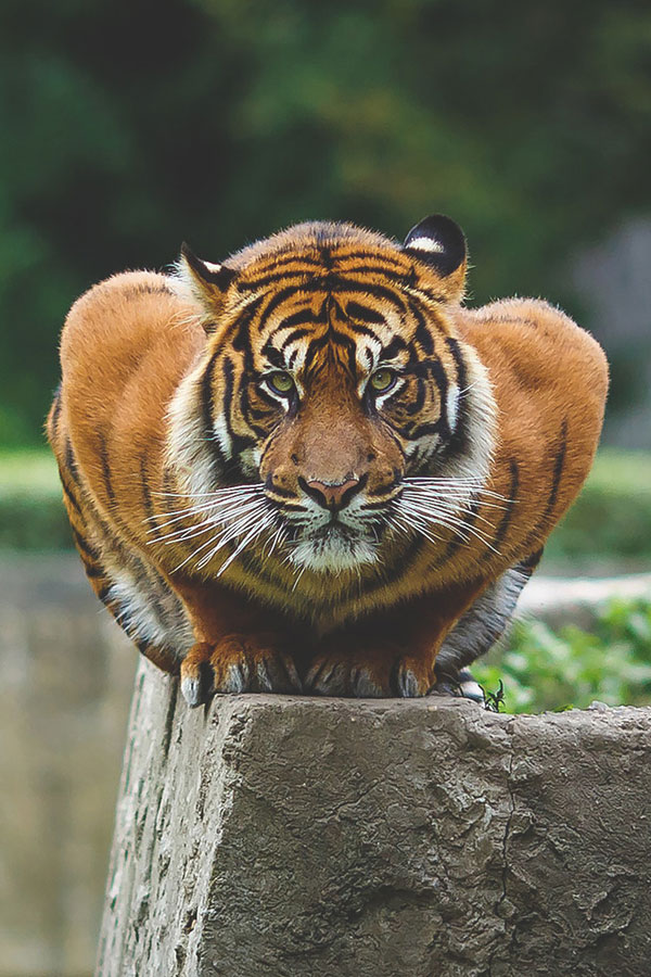 tiger doing push ups -