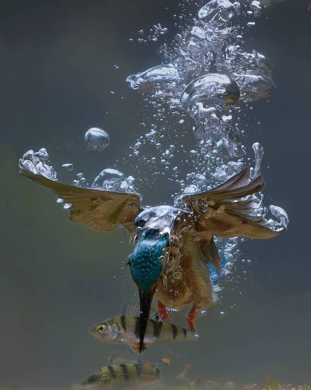 kingfisher catching fish underwater
