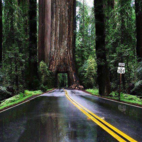 humboldt avenue of the giants - South 101